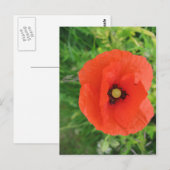 Carte Postale Red Poppy (Devant / Derrière)
