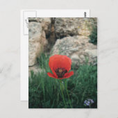 Carte Postale Red Poppy (Devant / Derrière)