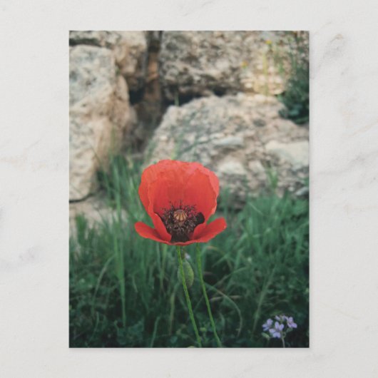 Carte Postale Red Poppy (Devant)