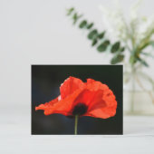 Carte Postale Red Poppy (Debout devant)