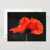 Carte Postale Red Poppy (Devant / Derrière)
