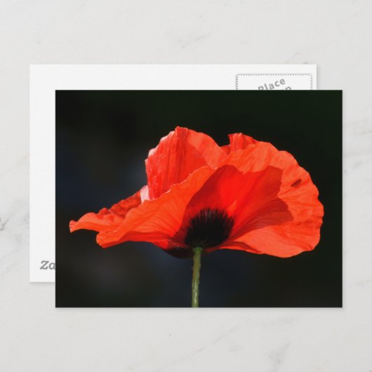 Carte Postale Red Poppy (Devant / Derrière)