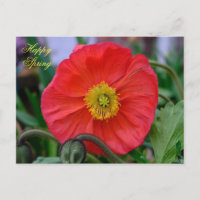 Red Poppy Happy Spring