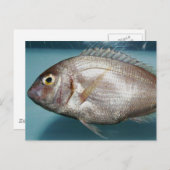 Carte Postale Red Porgy (Devant / Derrière)