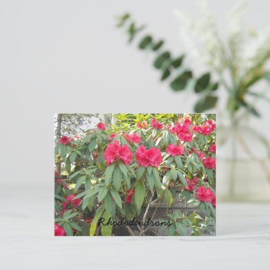 Carte Postale Red Rhododendron (Debout devant)