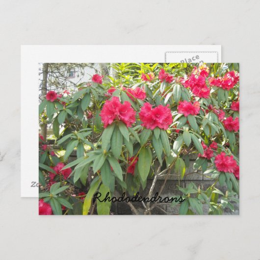 Carte Postale Red Rhododendron (Devant / Derrière)