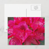 Carte postale Red Rhododendron (Devant / Derrière)