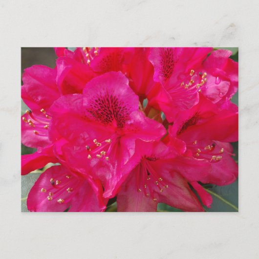 Carte postale Red Rhododendron (Devant)