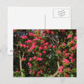 Carte Postale Red Rhododendrons Bute Park, Cardiff, Pays de Gall (Devant / Derrière)