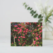 Carte Postale Red Rhododendrons Bute Park, Cardiff, Pays de Gall (Debout devant)