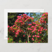 Carte Postale Red Rhododendrons Bute Park, Cardiff, Wales Postca (Devant / Derrière)