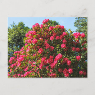 Carte Postale Red Rhododendrons Bute Park, Cardiff, Wales Postca