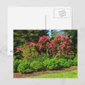 Carte Postale Red Rhododendrons Bute Park, Cardiff, Wales Postca (Devant / Derrière)