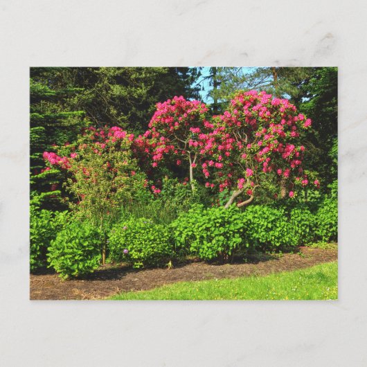 Carte Postale Red Rhododendrons Bute Park, Cardiff, Wales Postca (Devant)