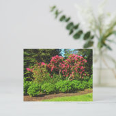 Carte Postale Red Rhododendrons Bute Park, Cardiff, Wales Postca (Debout devant)