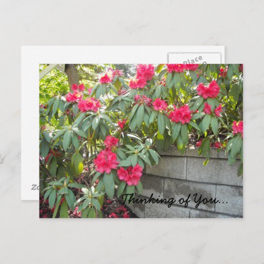 Carte Postale Red Rhodos - Pensez à vous... (Devant / Derrière)