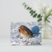 Carte postale Red Robin (Debout devant)