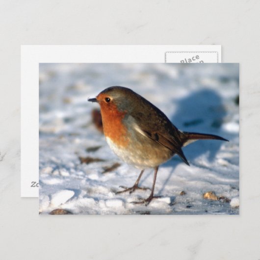 Carte postale Red Robin (Devant / Derrière)