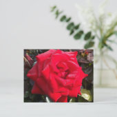 Carte postale Red Rose (Debout devant)