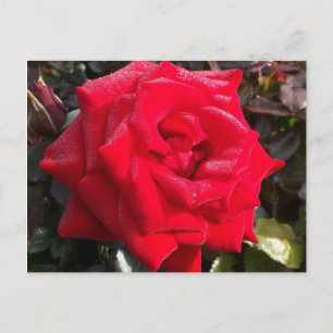 Carte postale Red Rose