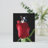 Carte postale Red Rose Boston Terrier (Debout devant)