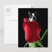 Carte postale Red Rose Boston Terrier (Devant / Derrière)