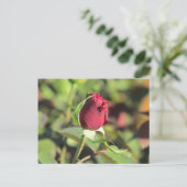 Carte postale Red Rose Bud (Debout devant)