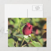 Carte postale Red Rose Bud (Devant / Derrière)