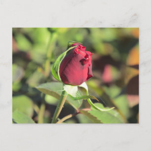 Carte postale Red Rose Bud