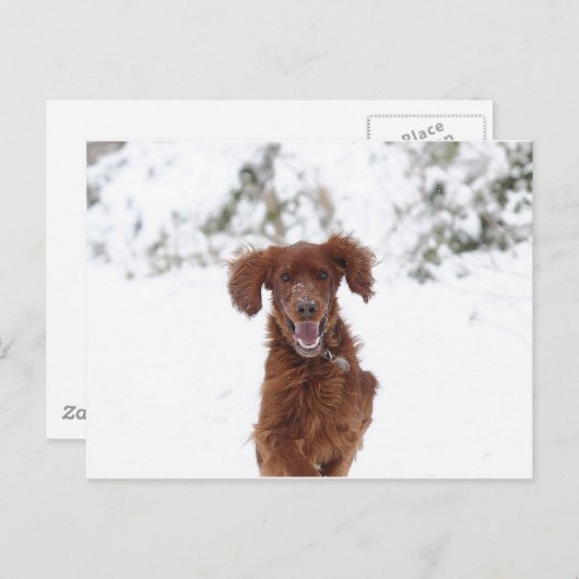 Carte Postale Red Setter (Devant / Derrière)