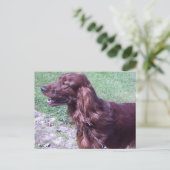 Carte Postale Red setter (Debout devant)