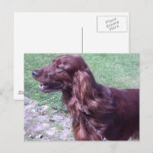 Carte Postale Red setter (Devant / Derrière)