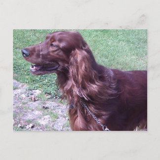Carte Postale Red setter
