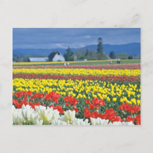 Carte Postale Red Skagit Valley, Mount Rainier, Washington, État