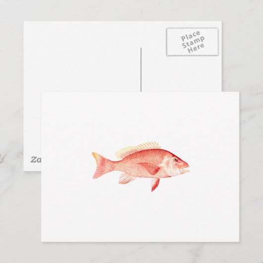 Carte Postale Red Snapper (Devant / Derrière)