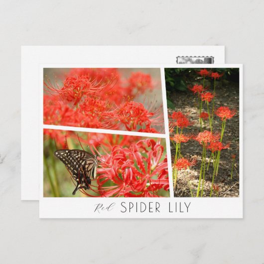 Carte Postale Red Spider Lily (Devant / Derrière)