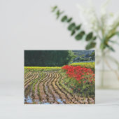 Carte Postale Red Spider Lily (Debout devant)