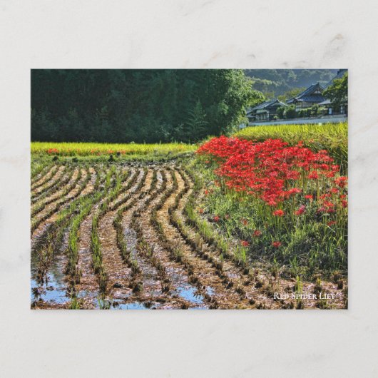 Carte Postale Red Spider Lily (Devant)
