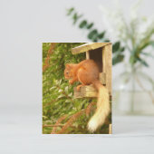 Carte postale Red Squirel (Debout devant)