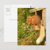 Carte postale Red Squirel (Devant / Derrière)
