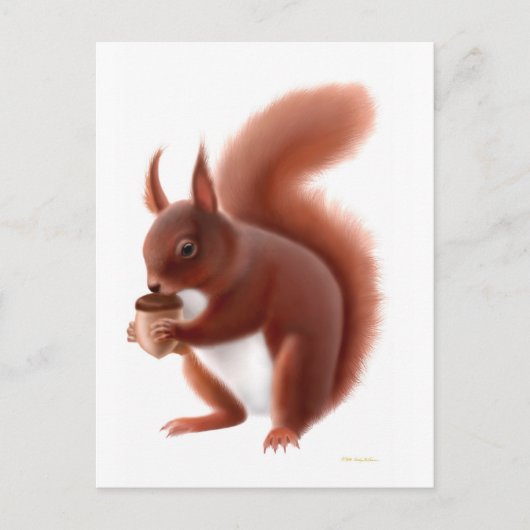 Carte postale Red Squirel (Devant)