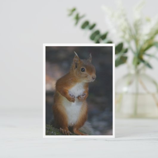 Carte postale Red Squirel (Debout devant)