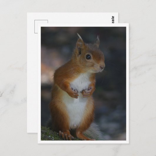 Carte postale Red Squirel (Devant / Derrière)