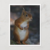 Carte postale Red Squirel (Devant)