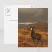 Carte postale Red Stag (Devant / Derrière)