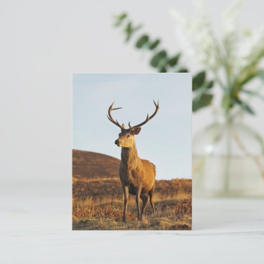 Carte postale Red Stag (Debout devant)