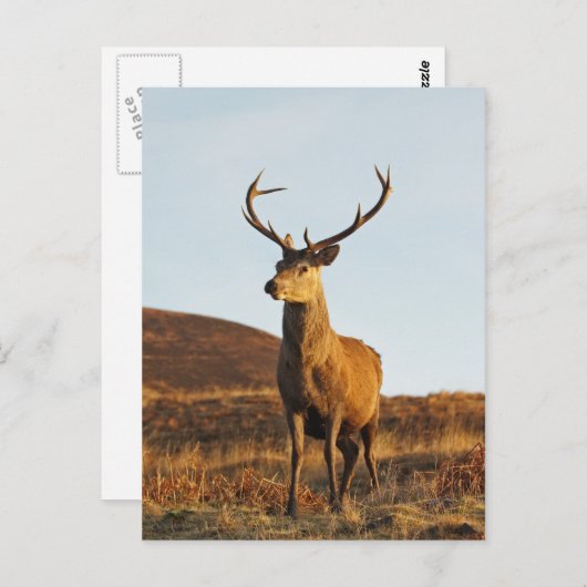 Carte postale Red Stag (Devant / Derrière)