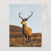 Carte postale Red Stag (Devant)
