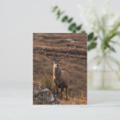 Carte postale Red Stag Solitaire (Debout devant)