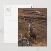 Carte postale Red Stag Solitaire (Devant / Derrière)